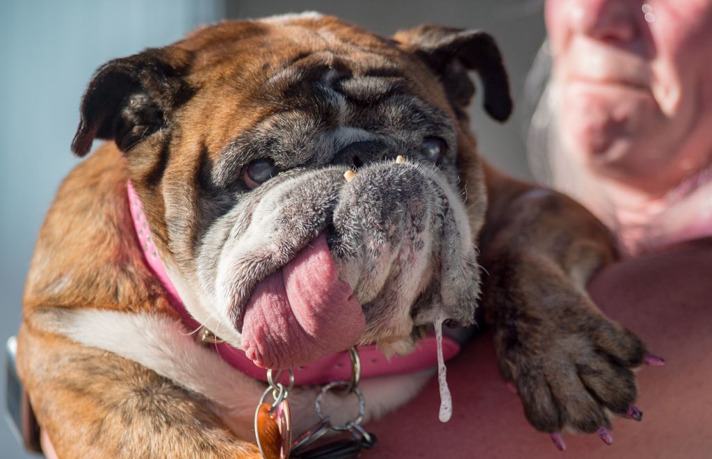 US-UGLY-DOG-ANIMAL-OFFBEAT