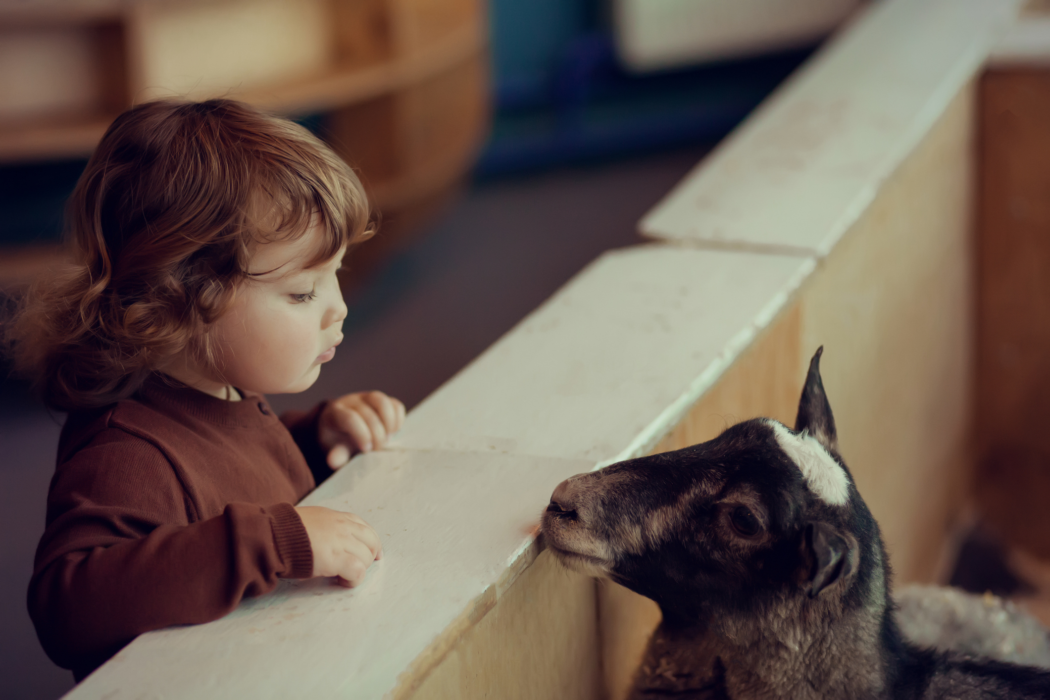 Adorable little girl watching the sheep at the petting zoo