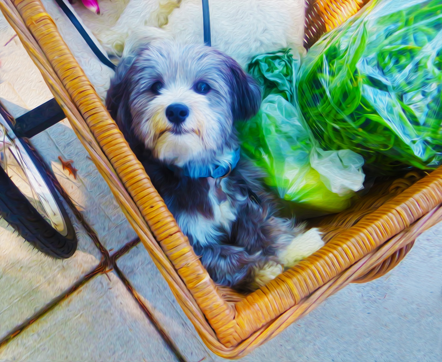 Dog enjoying a his ride with organic vegies