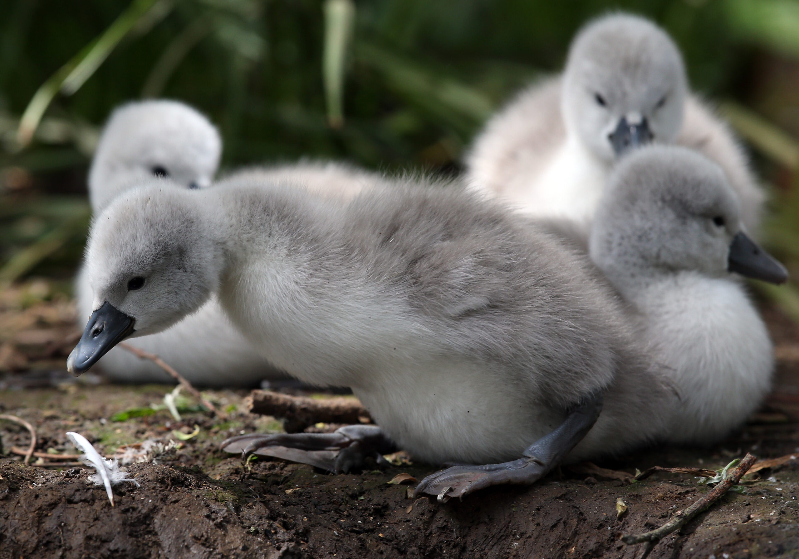 This Year's Cygnets Make A Public Appearance At Abbotsbury Swannery