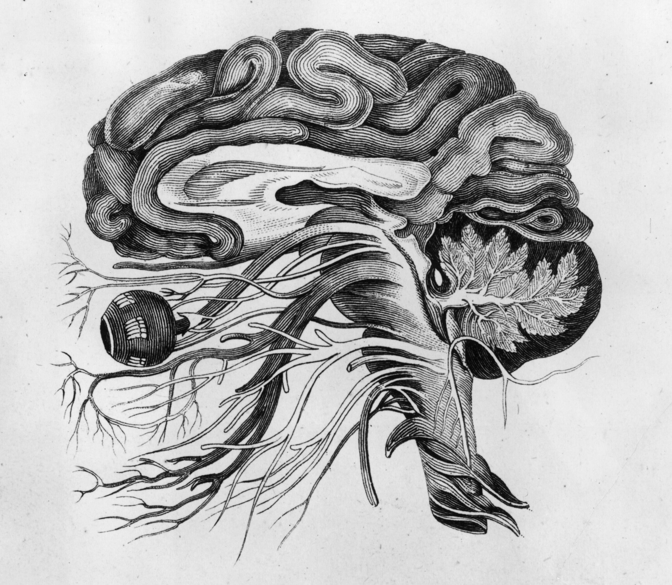 The Human Brain