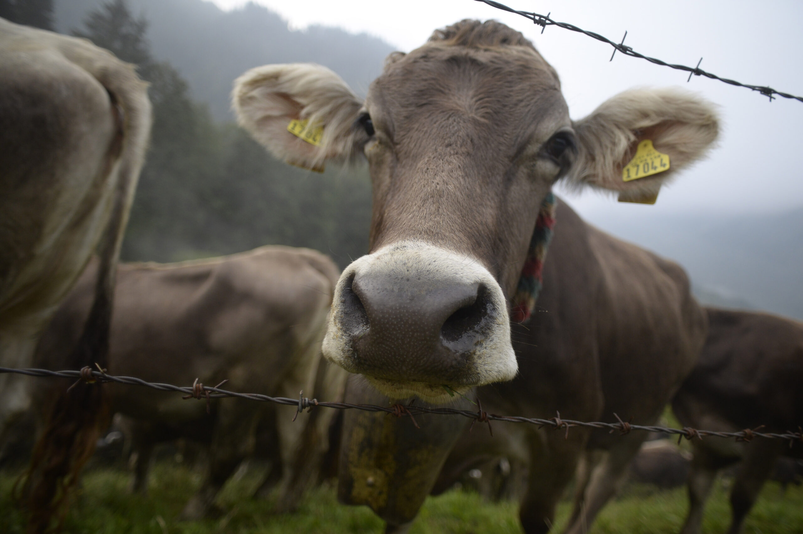 Cattle Return From Alpine Summer Grazing