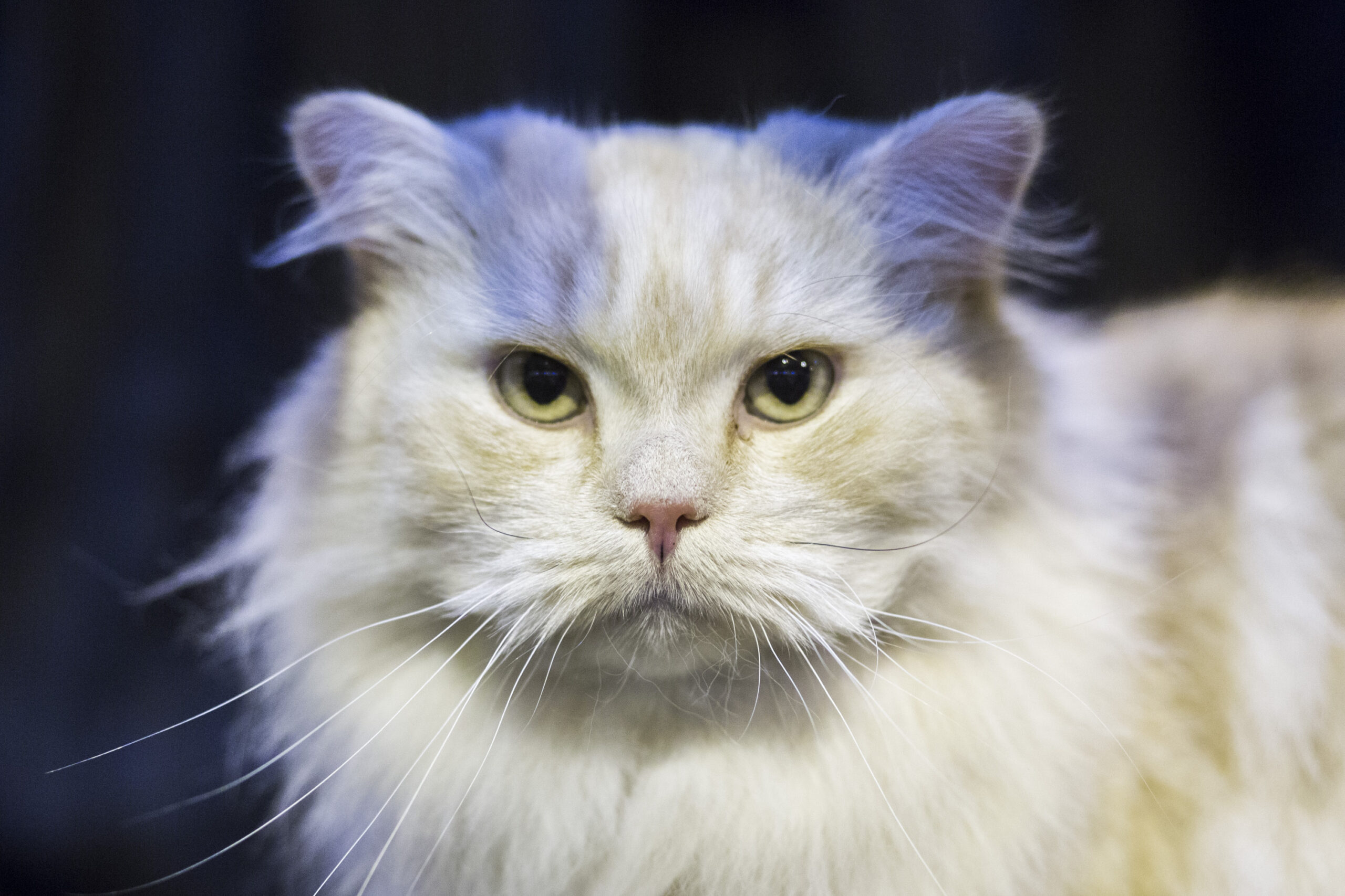 The Feline World Gathers For The Supreme Cat Show 2015