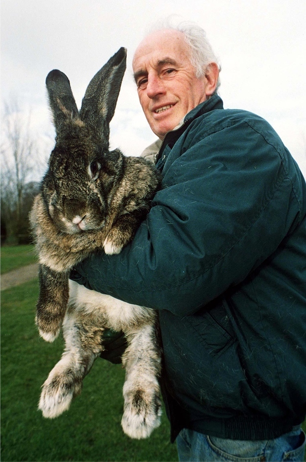 Giant-Bunny-1.jpg