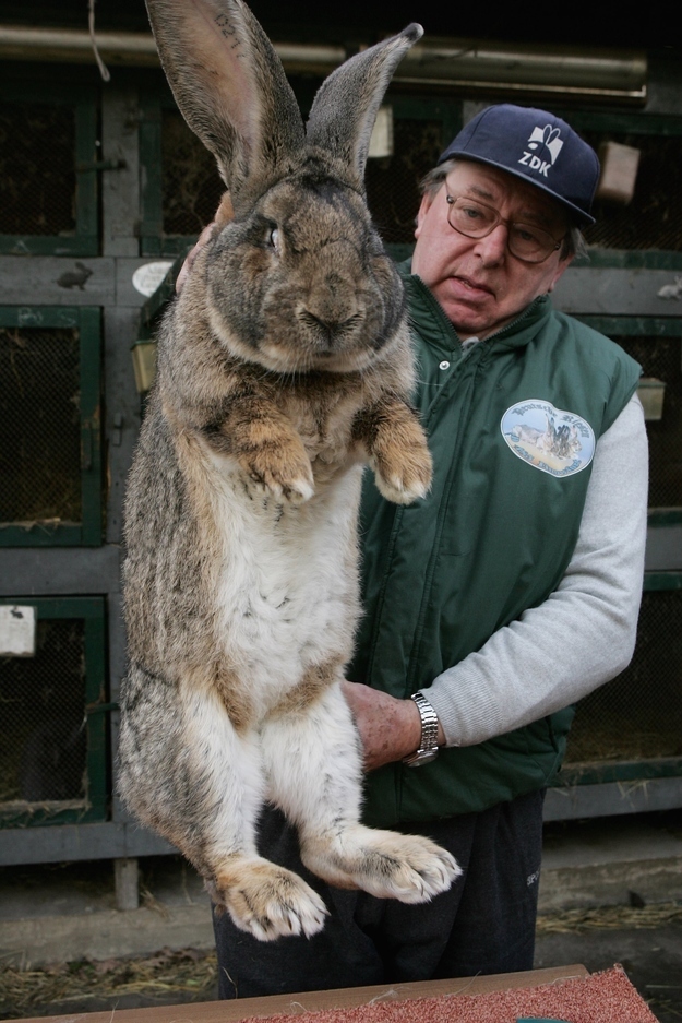 Giant-Rabbit-15.jpg