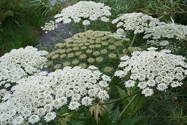 Giant_Hogweed_Beware______-_geograph.org_.uk_-_200862.jpg