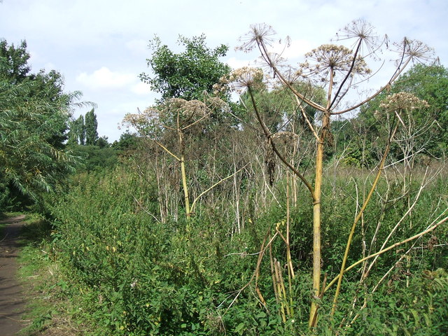 Giant_hogweed_Riverside_Walk_Warwick_-_geograph.org_.uk_-_1214596.jpg