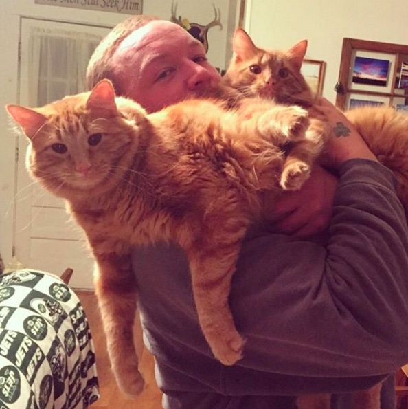 Ginger-Cat-4.jpg