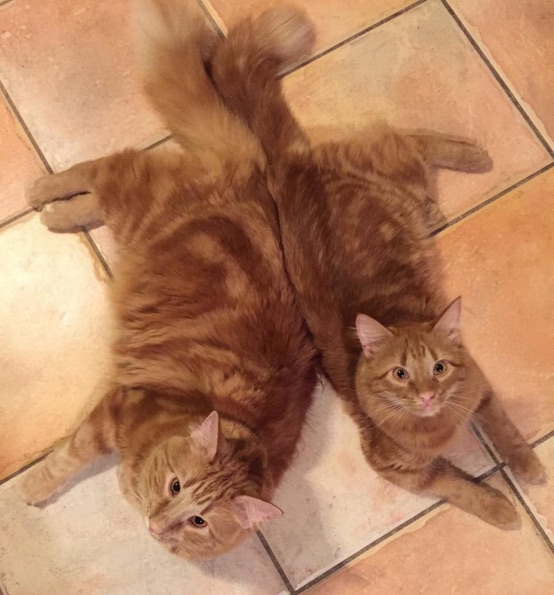Ginger-Cat-5.jpg