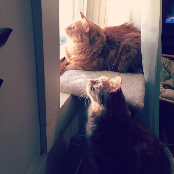 Ginger-Cats-3.jpg