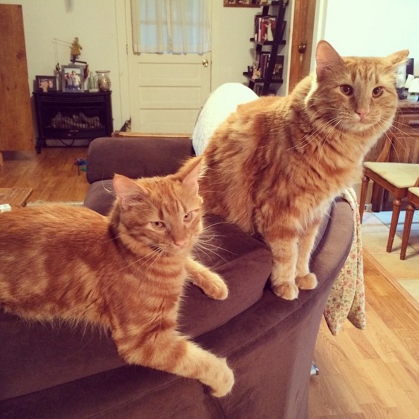 Ginger-Cats-8.jpg