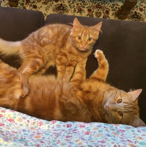 Ginger-Kitten-2.jpg