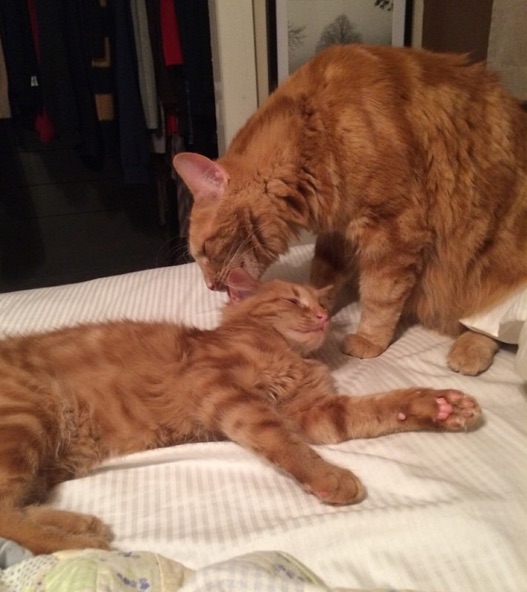 Ginger-Kitten-3.jpg