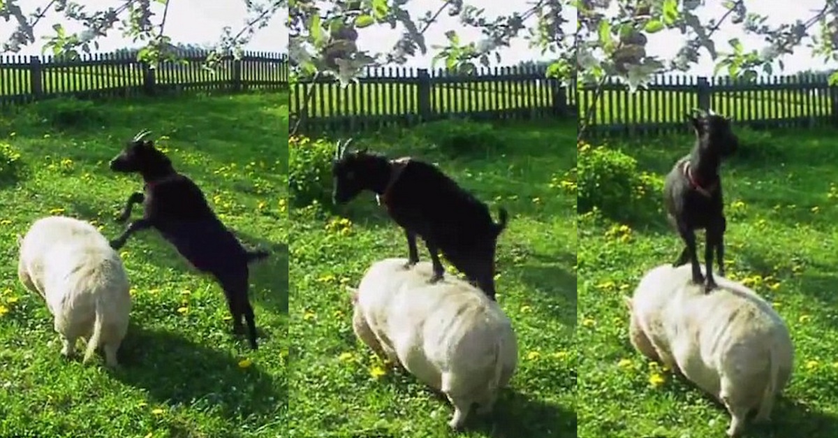 Goat Jumps On Pig To Reach Food