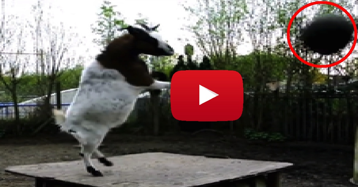 Goat Playing Soccer