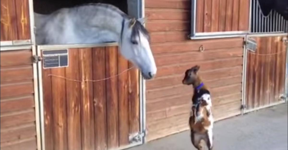 Goat Headbutts Horse