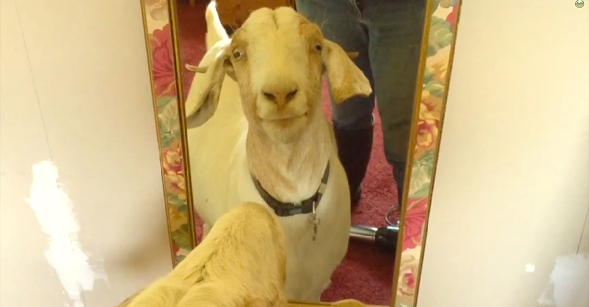 Goat Reflection