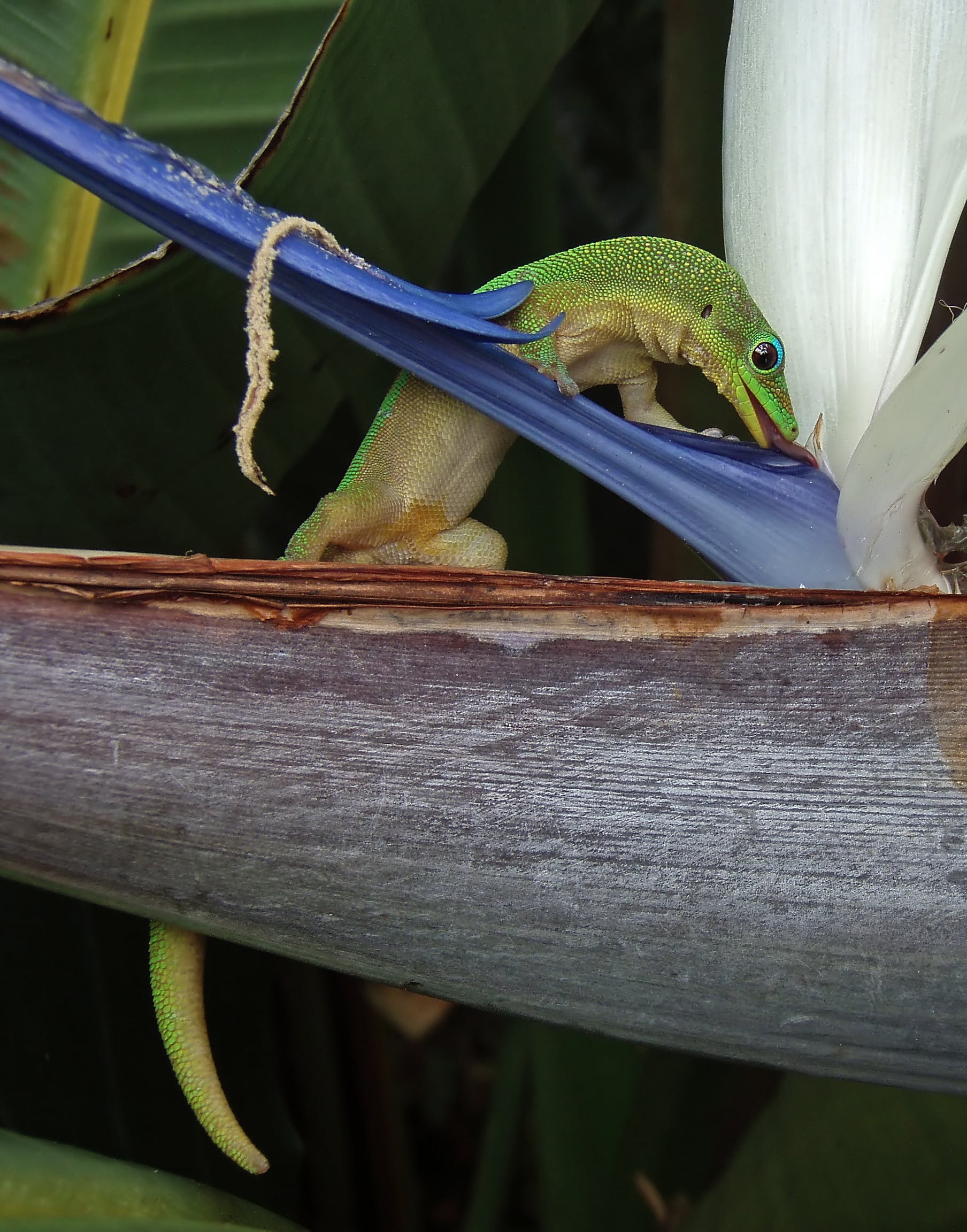 Gold_dust_day_gecko_at_flower-edit1.jpg