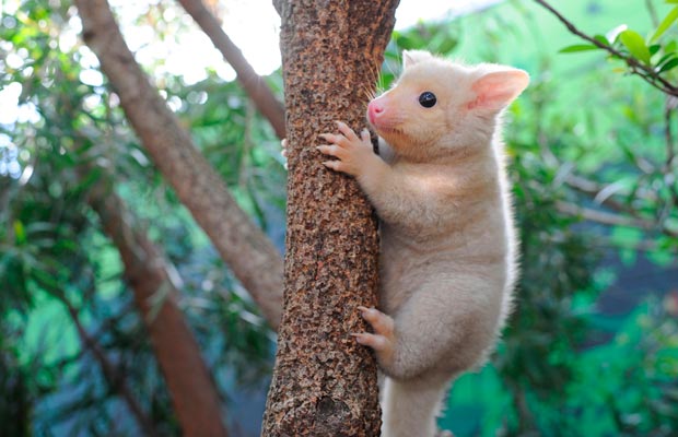 Golden-Brushtail-Possum-Bailey.jpg