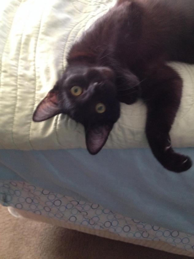 Gomez-The-Cat-Adopt-1.jpg
