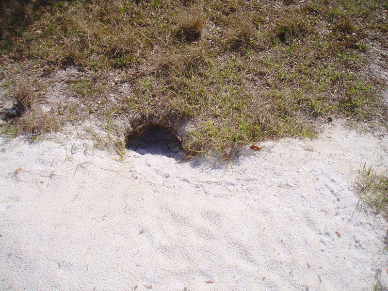 Gopher-Tortoise-Hole.jpg