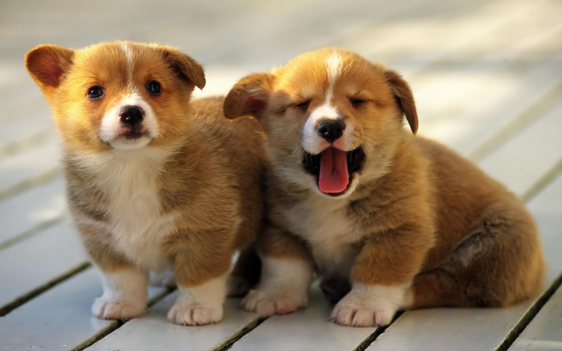 Gorgeous_puppies.jpg