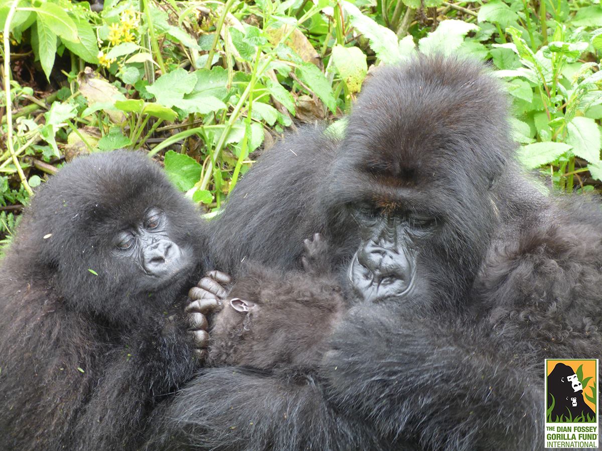 Gorilla-Twins-4.jpg