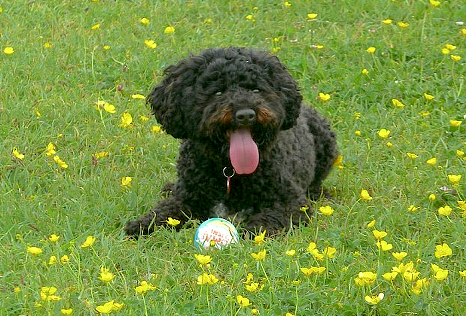 Grass-2.jpg