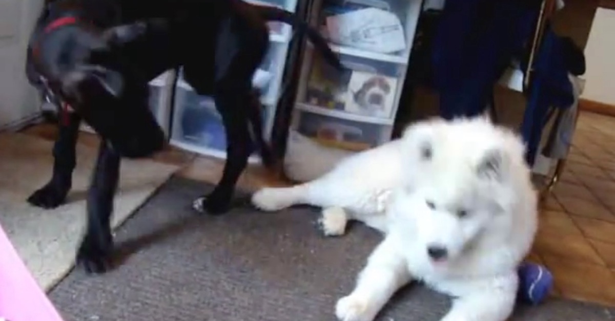 Great Dane Puppy sits on Samoyed