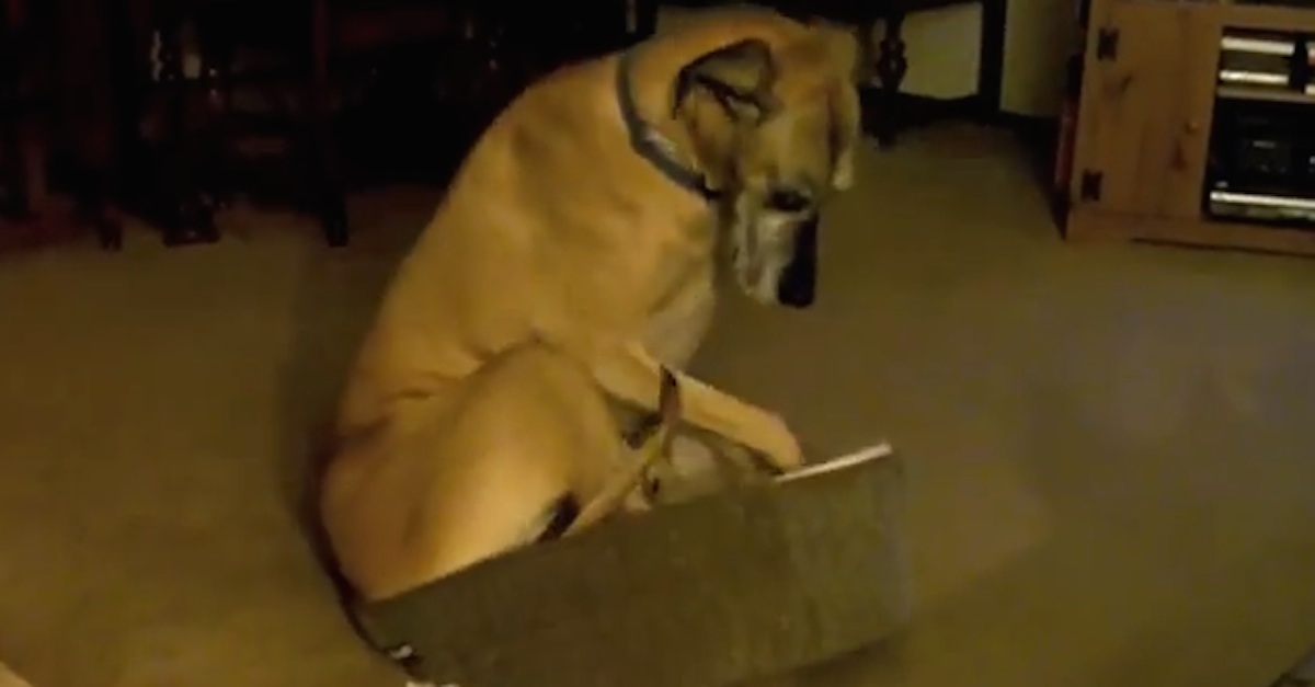 Great Dane Tiny Bed