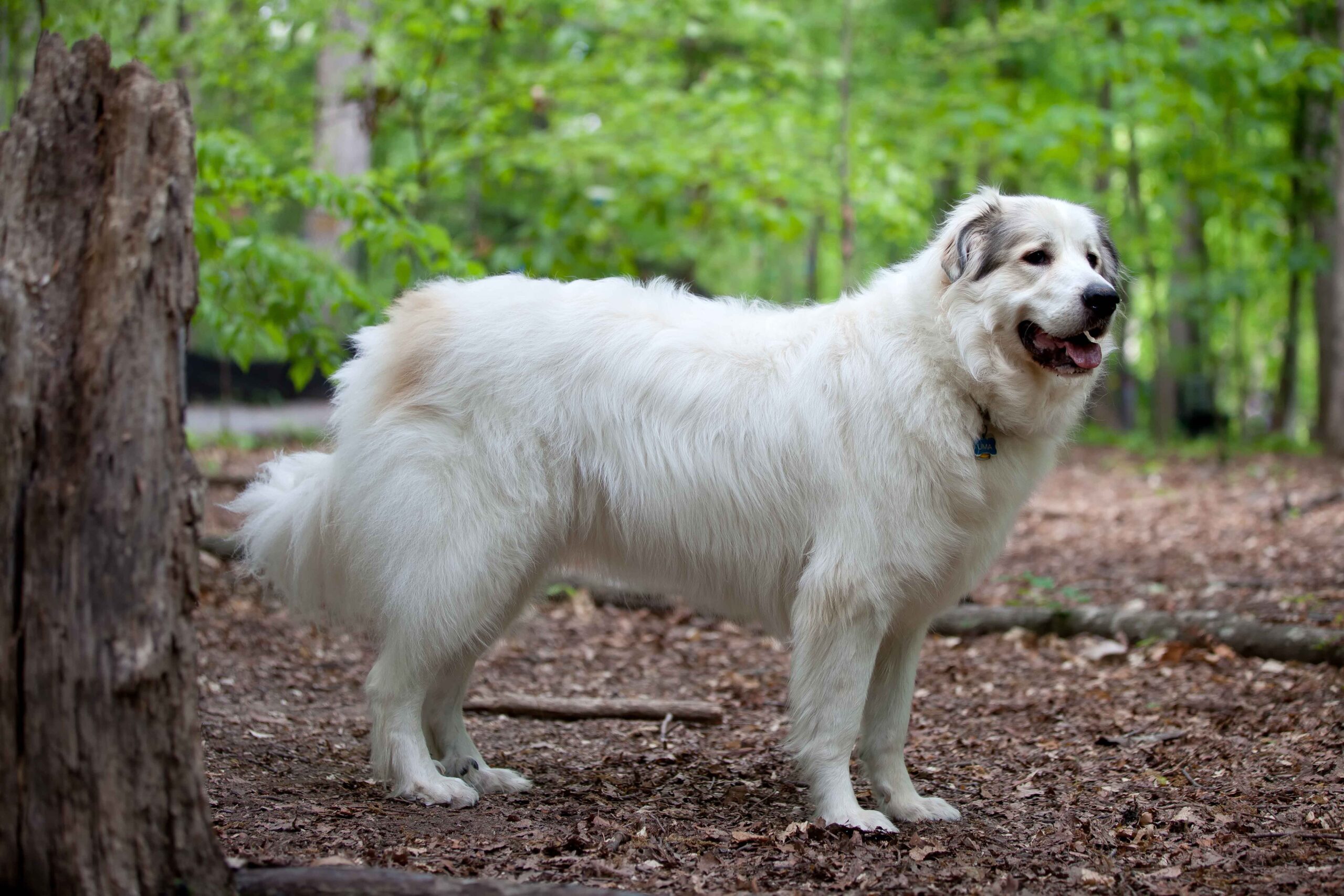 Great_Pyrenees_Mountain_Dog.jpg