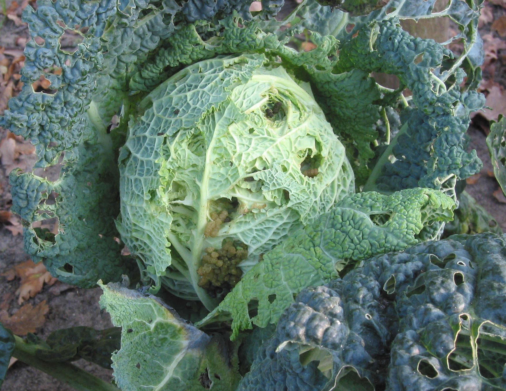 Groene_savooiekool_schade_van_kooluil_Mamestra_brassicae_damage.jpg
