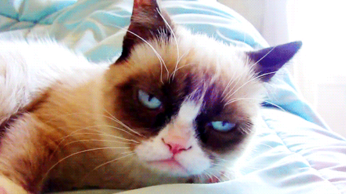 Grumpy-Cat-Waking-Up-GIF.gif