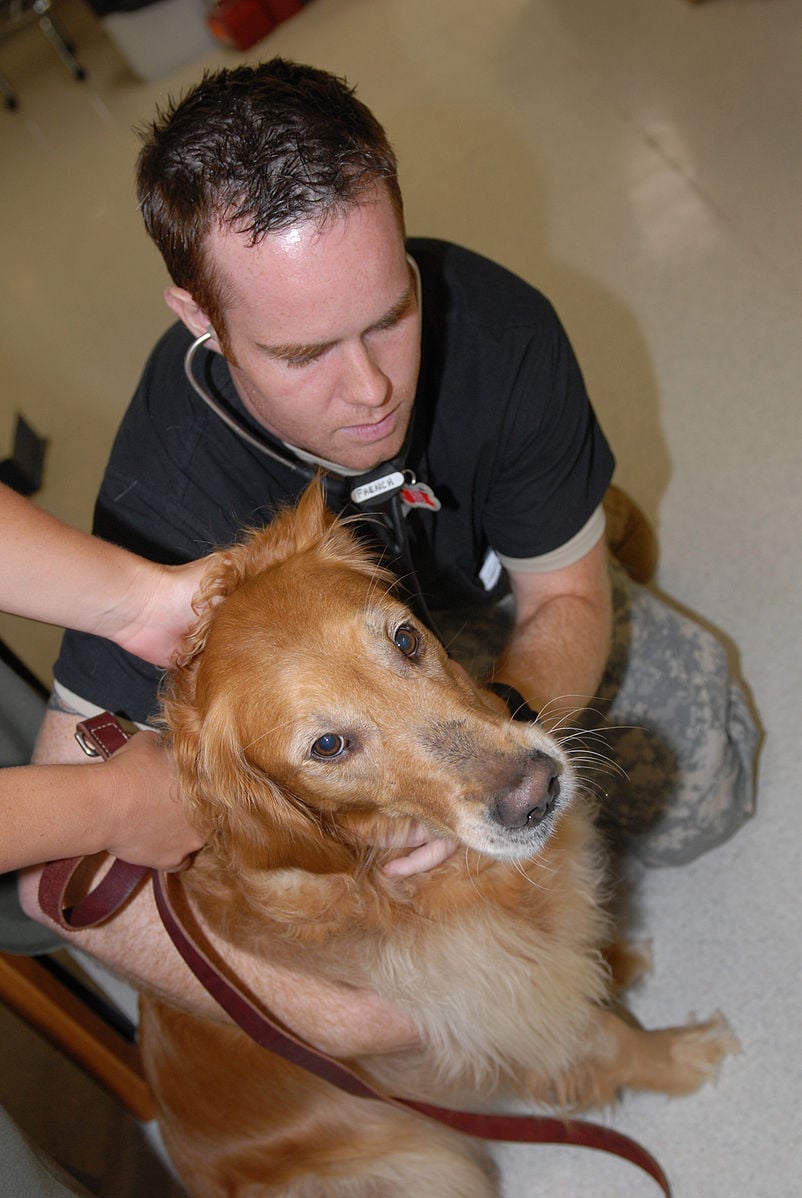 Guantanamo_pet_visits_the_Vet_DVIDS193011.jpg