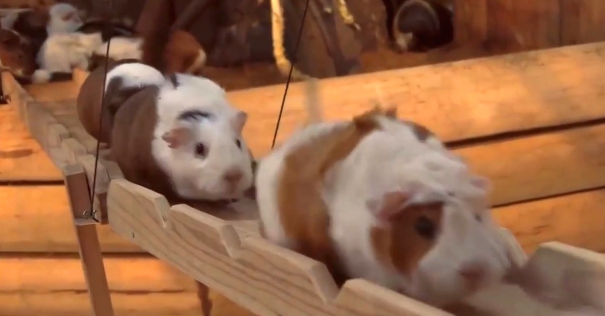 Guinea Pig Bridge at the Nagasaki Bio Park