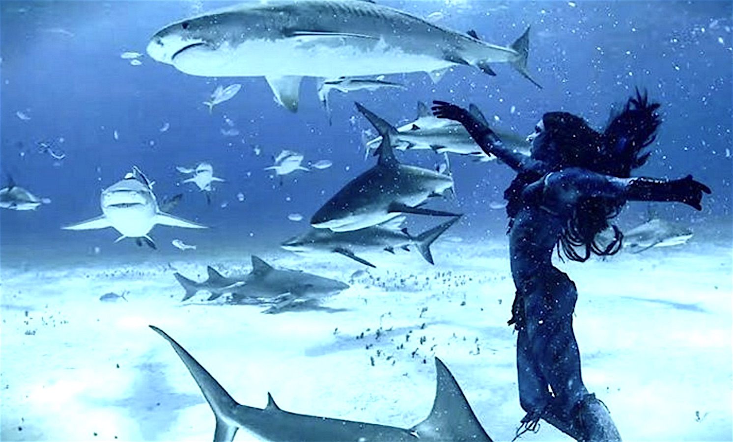 HMermaid-Many-sharks.jpg
