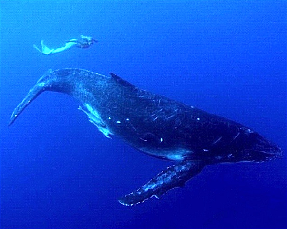 HMermaid-Whaleswim.jpg