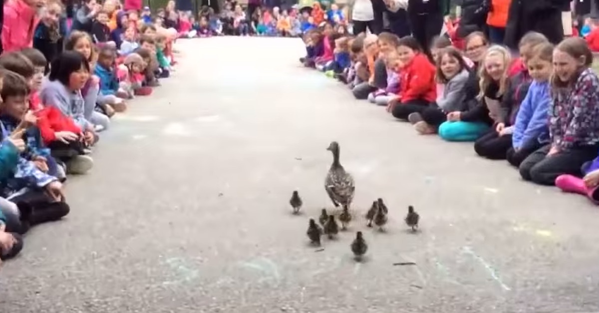 HP ducks