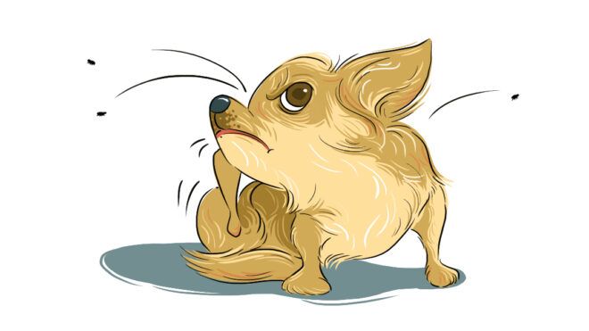 HPThumb_ What Should I Do If My Puppy Has Fleas_1280x627px