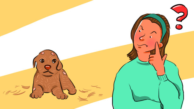 HPThumb_Here's What To Do If Your Puppy Is Losing Hair_1280x627px