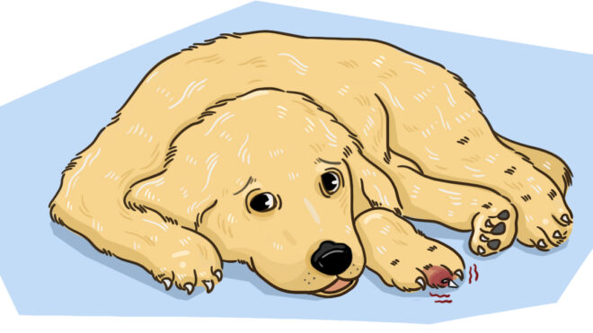 HPThumb_WhatShouldIDoIfMyPuppyBreaksANail_1280x627px