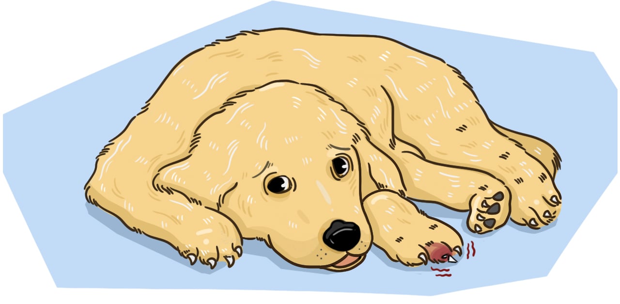HPThumb_WhatShouldIDoIfMyPuppyBreaksANail_1280x627px