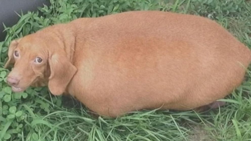 HT_dennis_obese_dachshund_1_jt_150102_16x9_9921.jpg