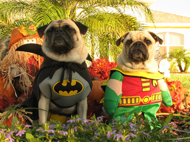 Halloween-pug-costume-3.png Halloween-pug-costume-3.png