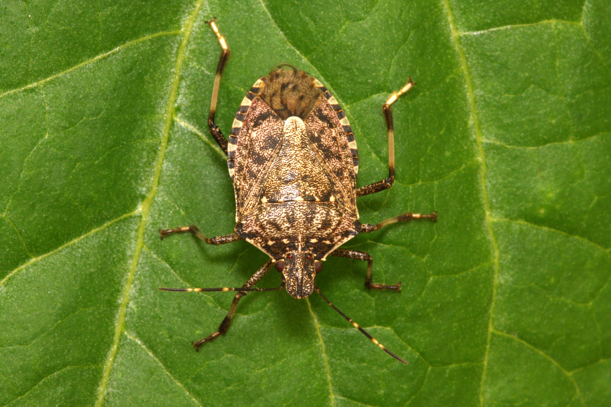 Halyomorpha_halys_lab.jpg