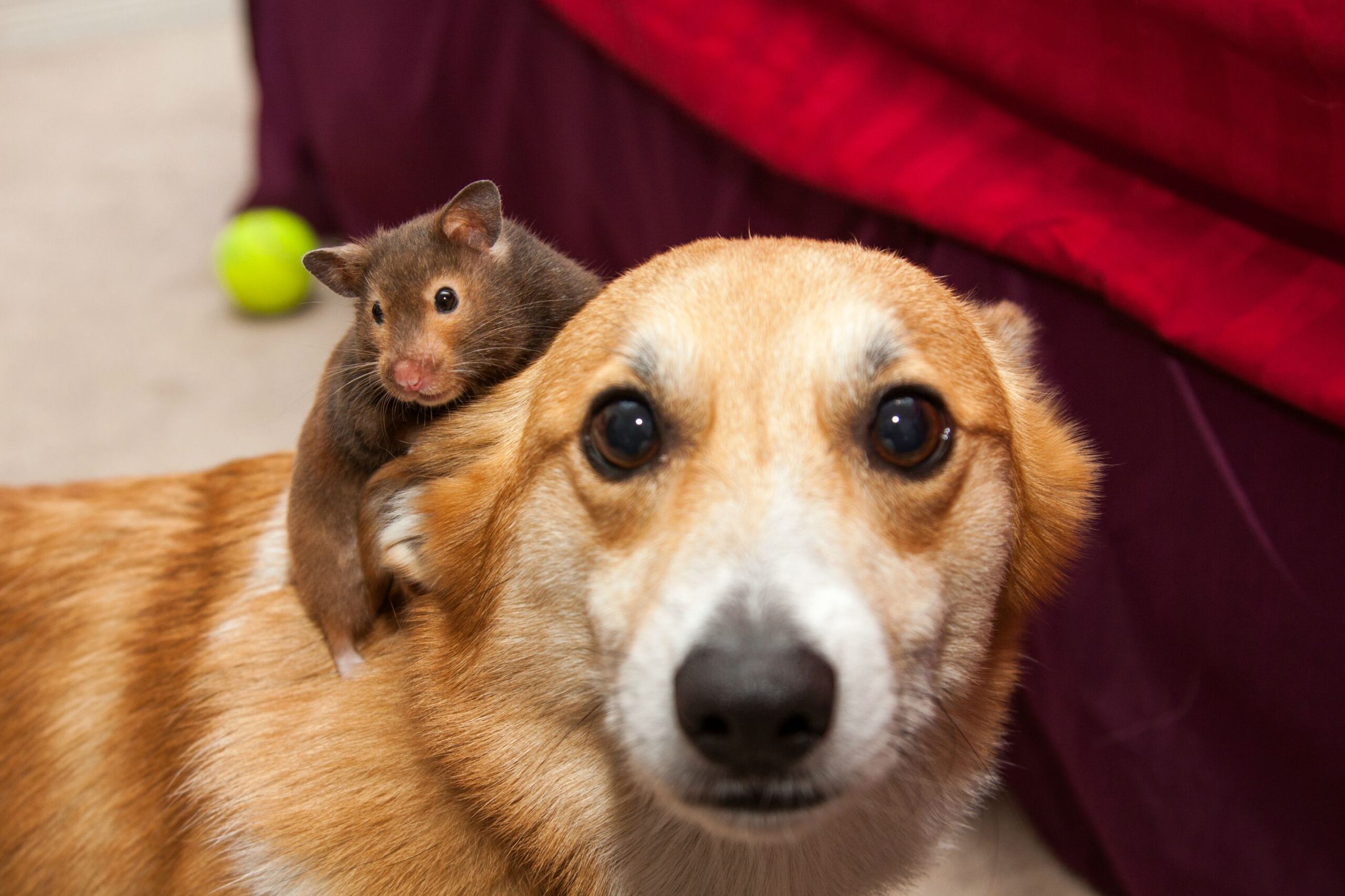 Hamster-Attacked-11.jpg