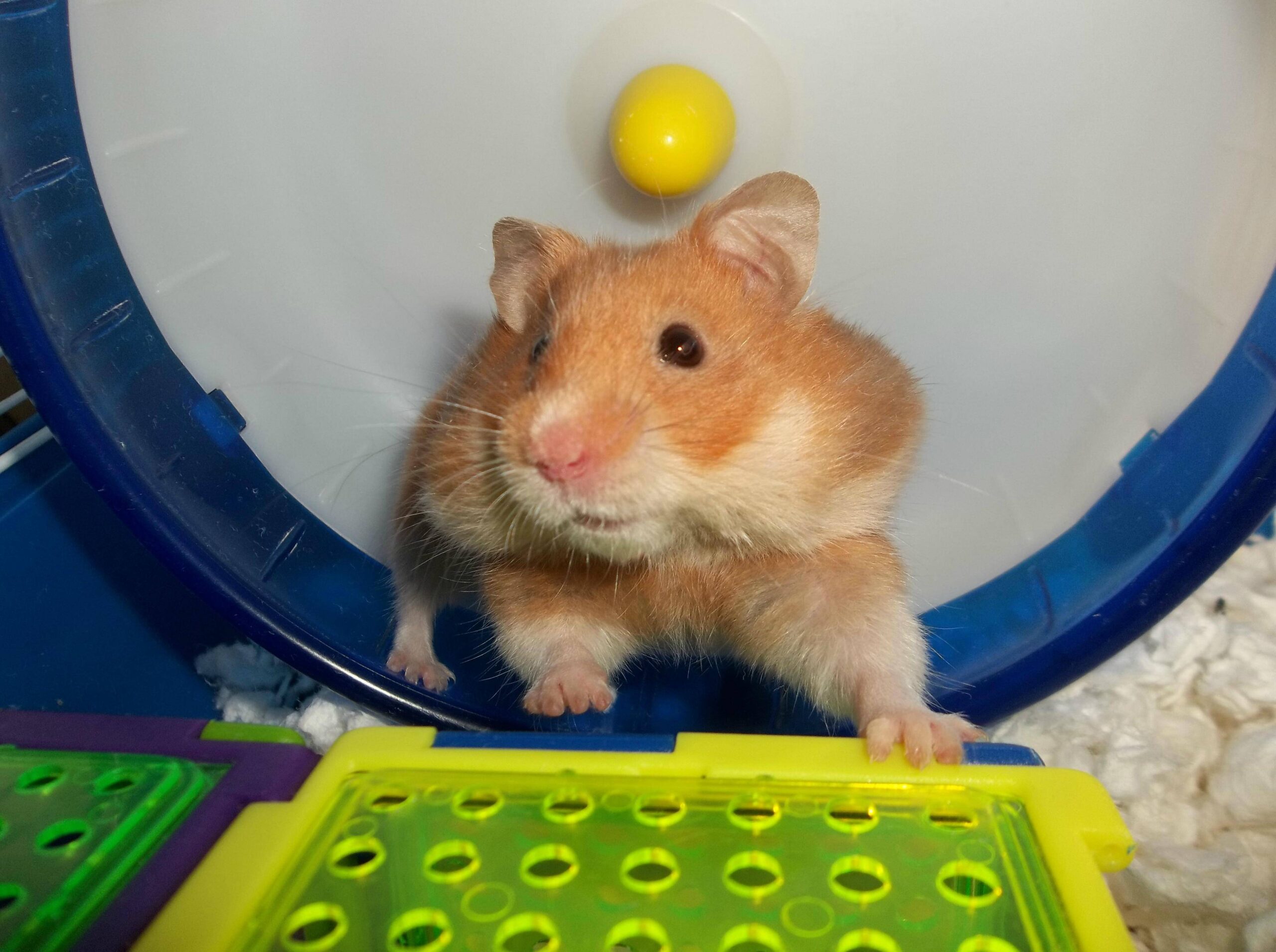 Hamster-Replace-6.jpg