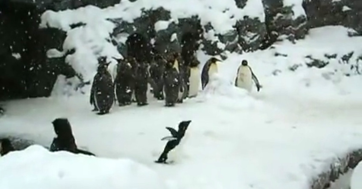 Happiest Penguin Ever