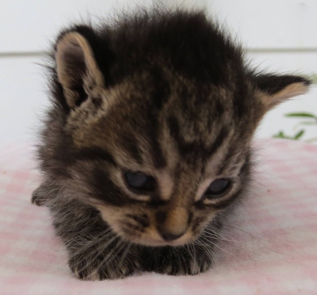 Harley-the-kitten-1.jpg