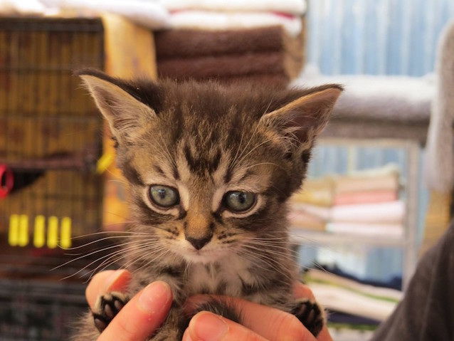 Harley-the-kitten-2.jpg